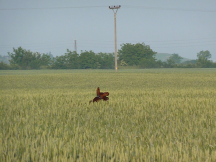2011-05-22-06.27.48 Neo