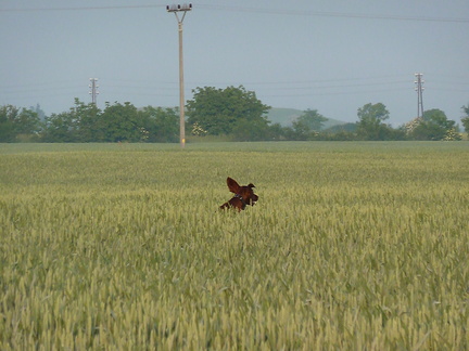2011-05-22-06.27.49 Neo-