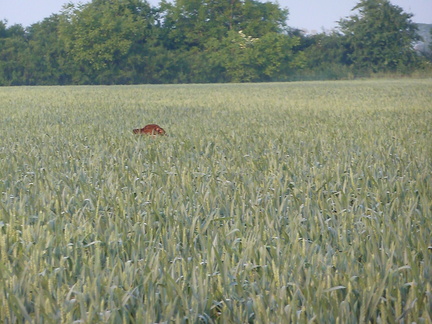 2011-05-22-06.30.10 Neo-